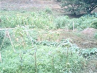 Ȫ