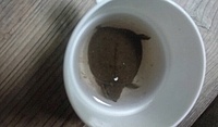 ���Ӥ��äݤ�