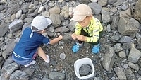 カニ取り