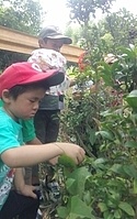 お茶摘み