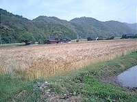 Կݤ