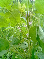 8月黒豆の花